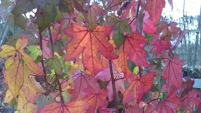 Amberboom herfstkleur, 3 november 2010