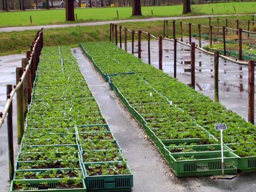 Aardbeienplanten, 2 maart 2009