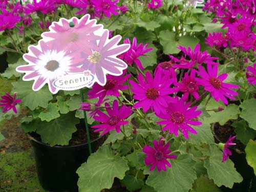 Senetti, 2 februari 2008