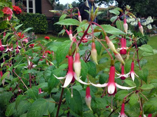 Fuchsia 'Fuji-San', 23 juni 2004