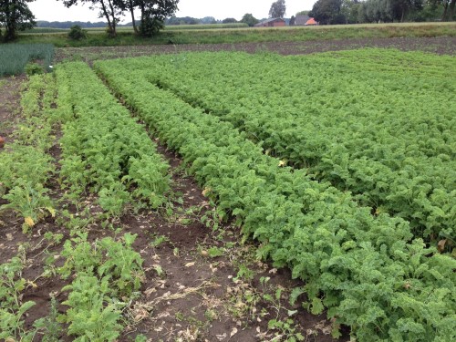 boerenkoolplanten, 8 augustus 2015