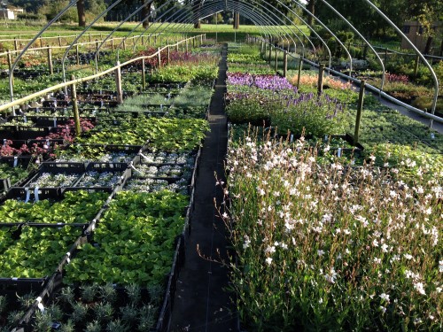 vaste planten tunnel, 26 september 2015