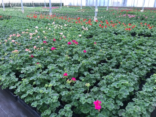 geraniums, 29 april 2016