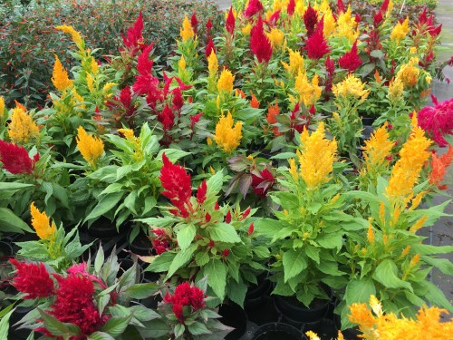 Celosia, 7 juli 2016