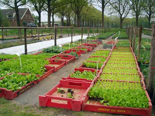 Groenteplanten buiten, 19 juli 2002