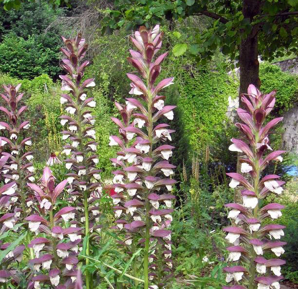 Acanthus spinosus, 3 juni 2008