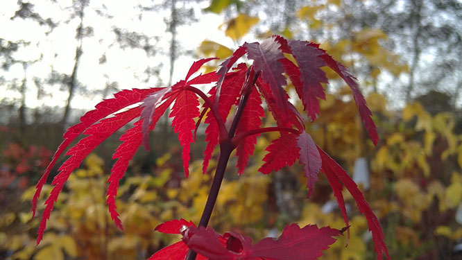 Acer-herfstkleur, 3 november 2010