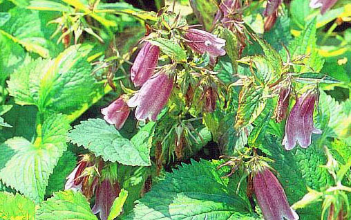 Campanula Elizabeth, 18 augustus 2000