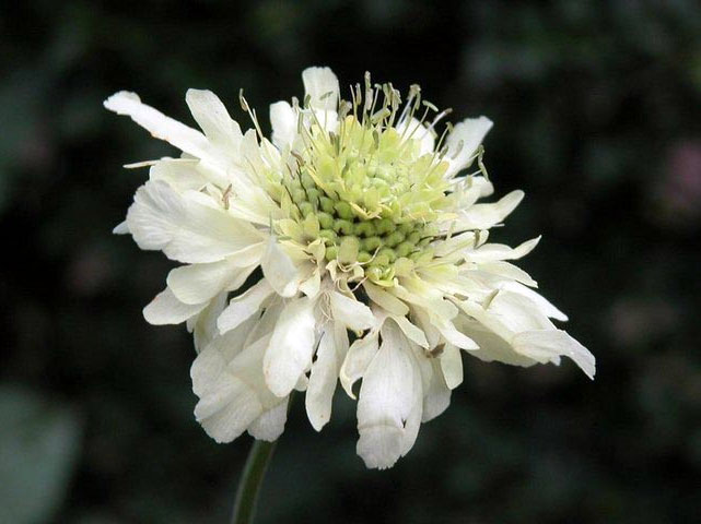 Cephalaria gigantea, 14 juli 2002