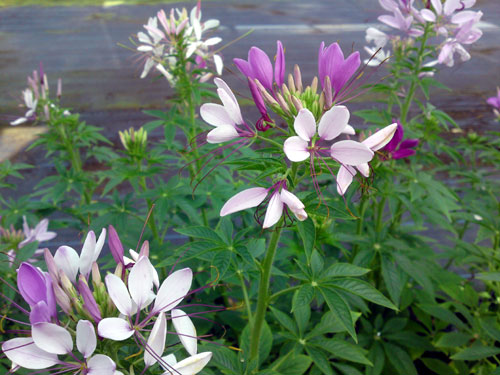 Cleome mauve, 7 juli 2010