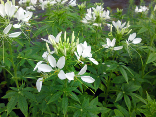 Cleome wit , 7 juli 2010