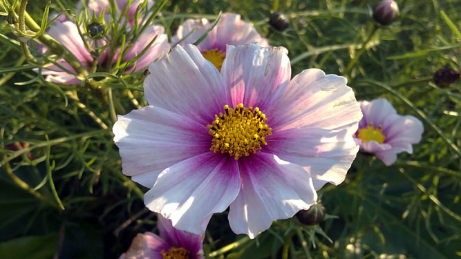 Cosmea, 18 september 2010