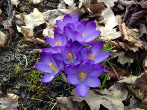 Crocus, 18 maart 2010