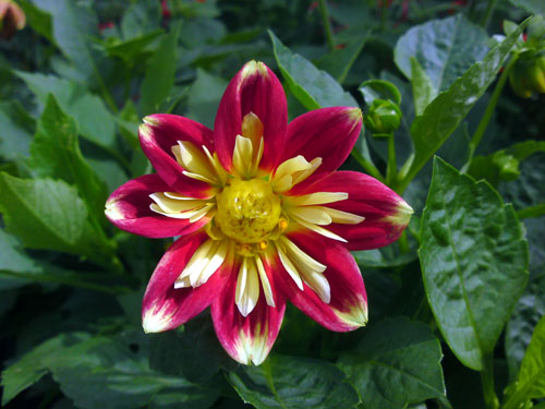 Dahlia 'Harlequin', 7 juli 2010