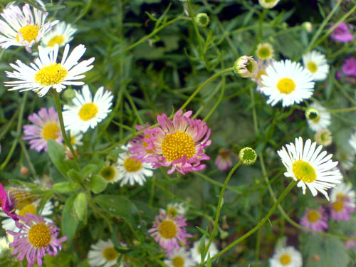 Erigeron-karvinskianus, 30 november 2010