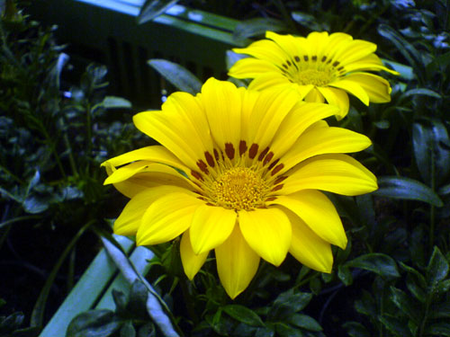 Gazania, 13 mei 2008