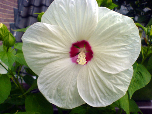 Hibiscus wit, 19 augustus 2007