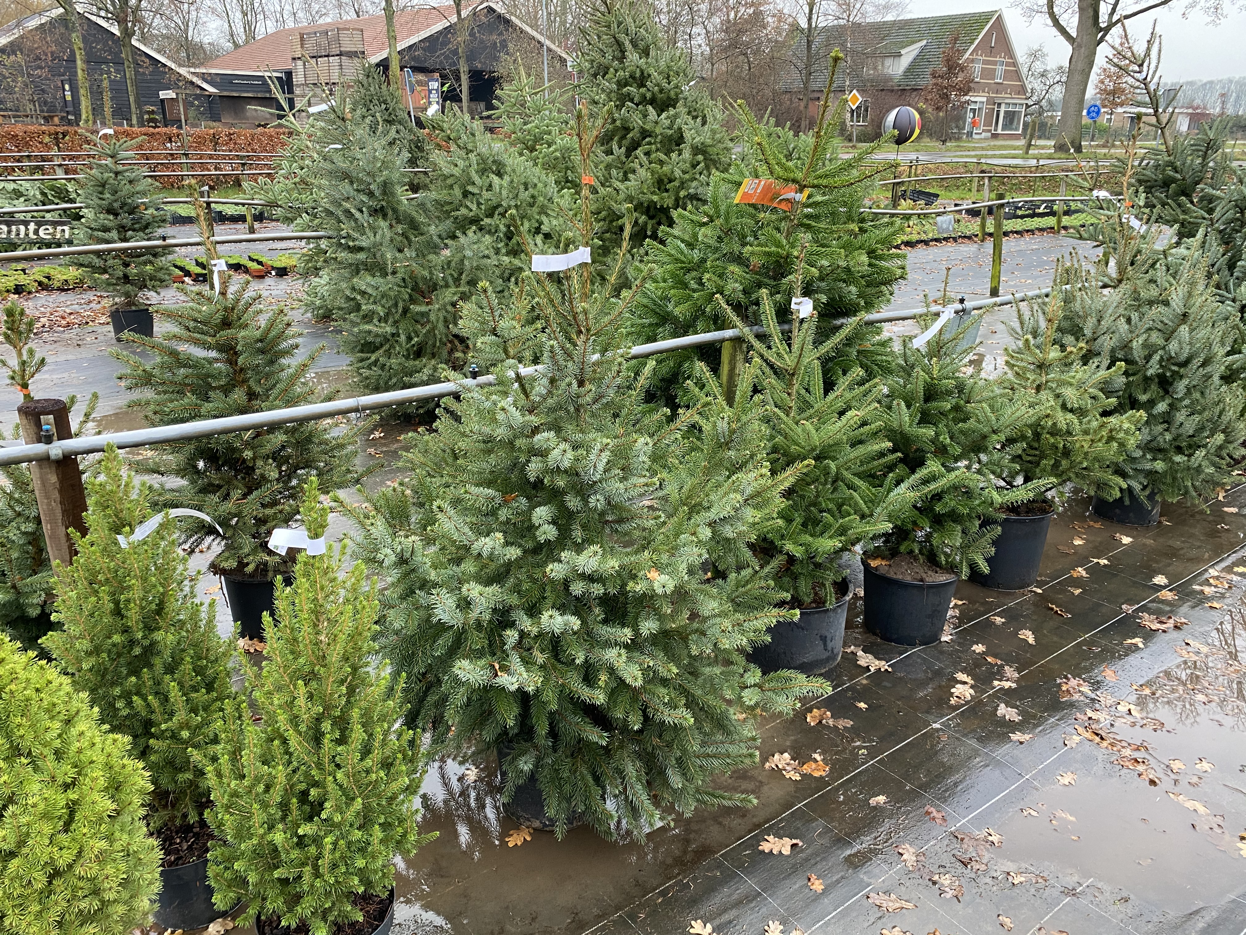 Kerstbomen, 17 december 2020