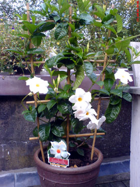 Mandevilla 'Cosmos White', 3 juli 2007