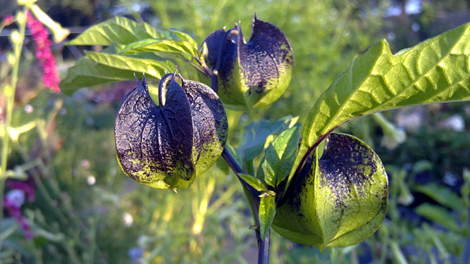 Nicandra, 18 september 2010