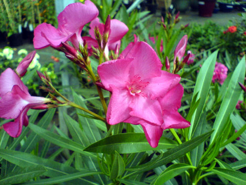 Oleander, 13 mei 2008