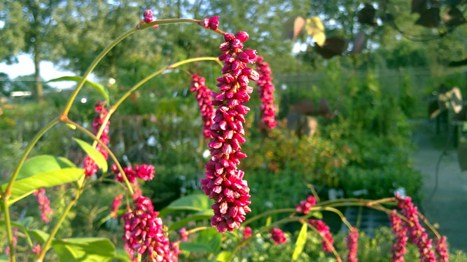 Persicaria orientalis, 8 september 2010