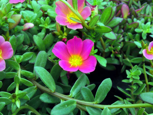 Portulaca-purper-150710, 3 december 2010