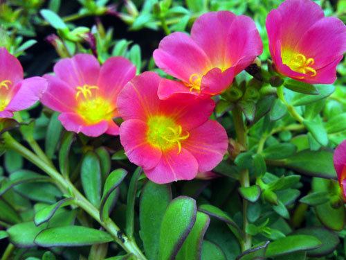 Portulaca rood, 15 juli 2010