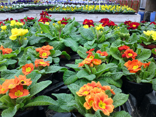 Primulas-170209, 3 december 2010