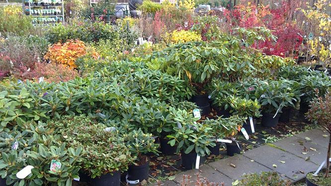 Rhododendrons, 3 november 2010