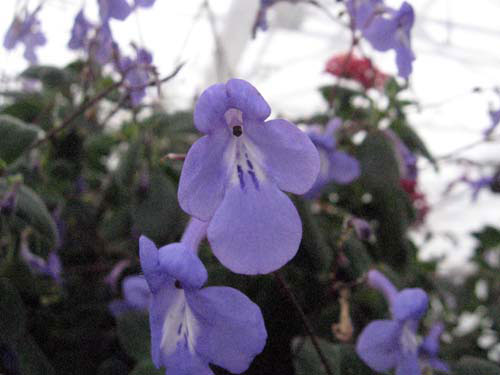 Streptocarpus saxorum, 9 november 2010