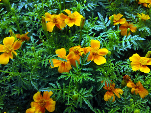 Tagetes signata orange, 7 juli 2010