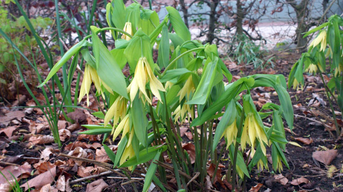 Uvularia grandiflora, 22 april 2012