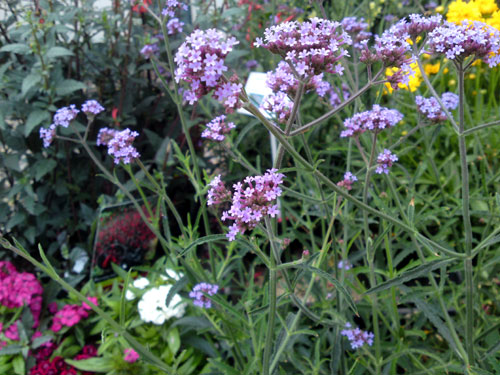 Verbena bonariensis 'Lollipop', 13 juli 2010