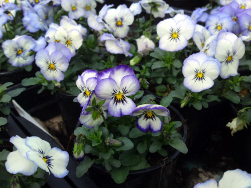 Viola cornuta 'Purple Picotee', 3 december 2010