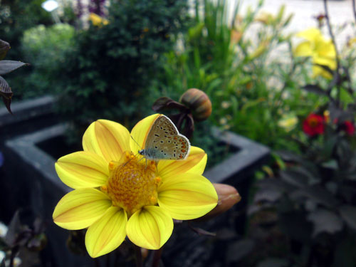 Zandoogje op Dahlia, 22 juli 2010