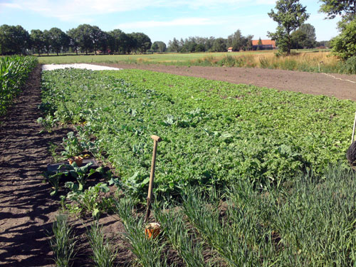 boerenkool, 7 juli 2010