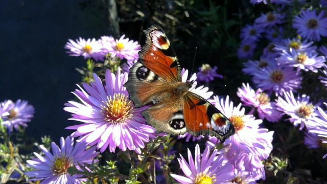 dagpauwoog op aster, 11 oktober 2010