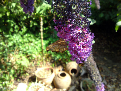 gehakkelde aurelia op vlinderstruik, 10 juli 2010