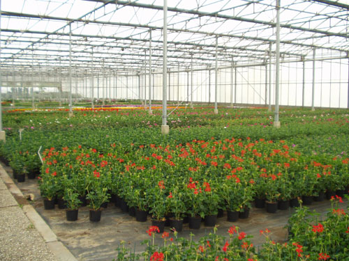 geraniums, 27 april 2007