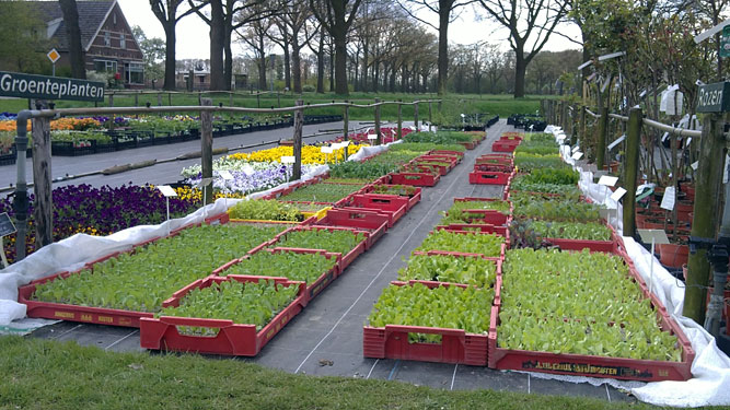 groenteplanten, 17 april 2011