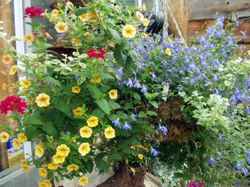 hanging-basket-30052009, 3 december 2010