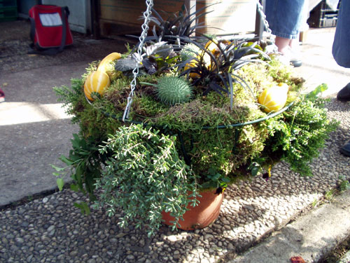 hanging-basket190905, 3 december 2010