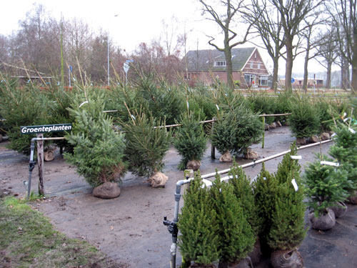 kerstbomen, 12 december 2007