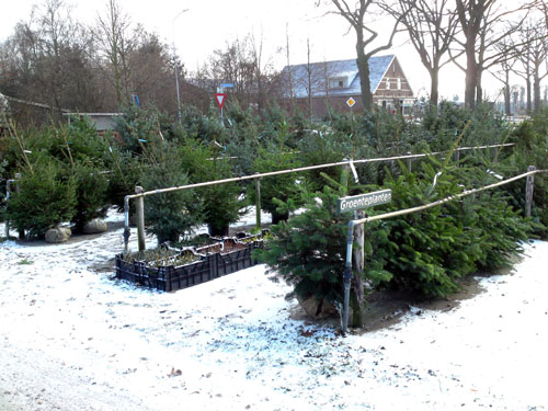 kerstbomen, 19 december 2009