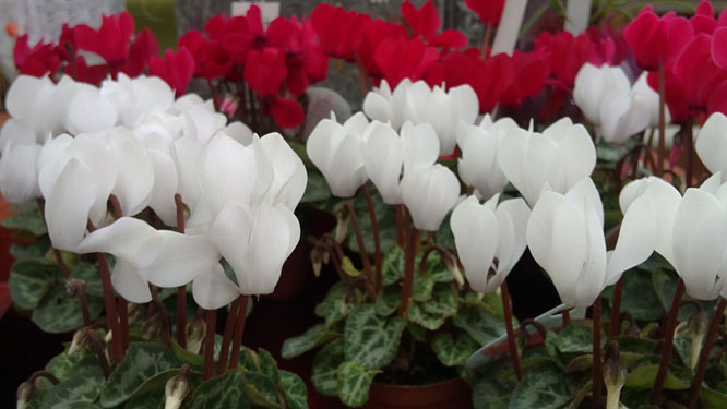 mini cyclamen, 3 november 2010