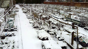 vaste-planten-met-sneeuw, 30 november 2010
