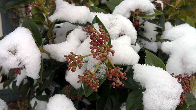 viburnum-met-sneeuw, 30 november 2010